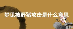 夢(mèng)見(jiàn)被野豬攻擊是什么意思