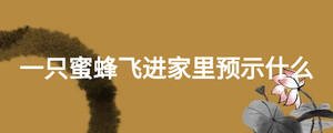 一只蜜蜂飛進(jìn)家里預(yù)示什么